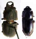  Pycnosiphorus lessonii lessonii