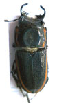  Pycnosiphorus mandibularis