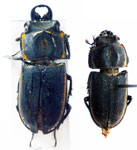  Pycnosiphorus philippi