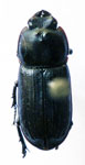  Sclerostomulus tuberculatus