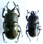  Streptocerus speciosus