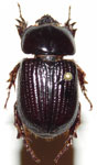  Archophileurus chaconus