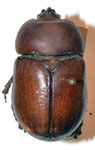  Dynastinae