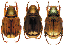 Paranomala undulata peruviana