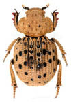 Omorgus (Omorgus) pastillarius