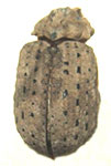 Omorgus (Omorgus) rubricans