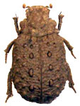  Polynoncus bifurcatus
