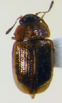 Glypholoma pustuliferum