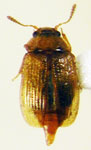 Glypholoma sp. 2