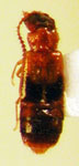 gen. 1 aff. Omaliopsis sp. 1