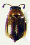 Alloproteinus nigriceps