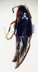 Bryoporus sp. 1