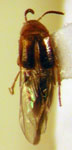 Lordithon sp. 1