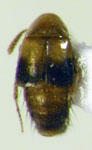 Lordithon sp. 3