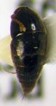 Tachynomorphus sp. 3