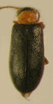 Dasytomorphus ruficollis