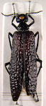 Dictyolytta philippi (Reed, 1873:208) 