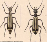  Epicauta (Macrobasis) niveolineata