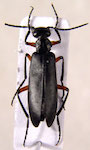 Epicauta pilma (Molina,1782)