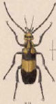  Nemognatha (?) ephippiata