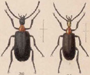  Rhyphonemognata sanguinicollis