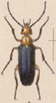  Zonitis (Neozonitis) flohri