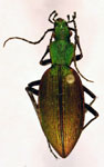  Ceroglossus buqueti buqueti