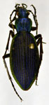 Ceroglossus chilensis evenoui
