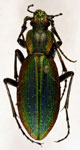  Ceroglossus chilensis latemarginatus