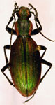  Ceroglossus magellanicus dolhemi