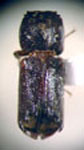  Xyloprista hexacantha