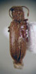  Lyctus simplex