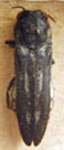 Agrilus neuquensis