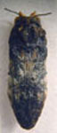 Amorphosternoides vianai
