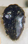  Pachyschelus atratus