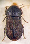  Tetragonoschema purpurascens