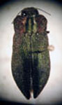  Trigonogenium subaequalis