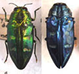 Chrysobothris desmaresti