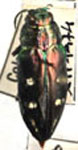 Chrysobothris taciturma
