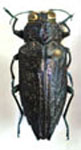Chrysobothris wagneri