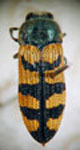  Lasionota (Arqueozodes) sulcatus