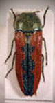  Lasionota (Lasionota) bruchi