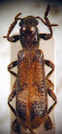  Axina analis
