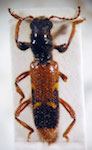 Axina sp. 3
