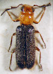  Cregya sp. 1