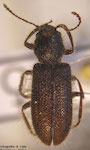  Curacavi dentatus