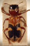  Enoclerus scenicus