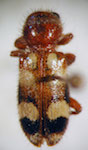 Enoclerus sp. 16