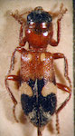  Enoclerus sp. 5