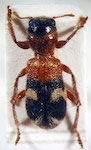  Enoclerus sp. 6